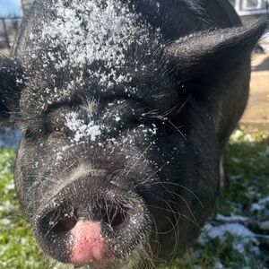 Meet your Posher, Lindsay